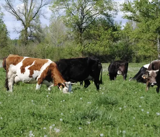 LA P’TITE FERME SICA