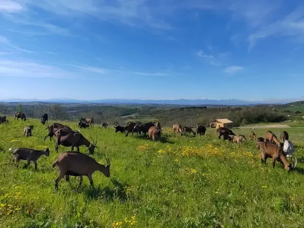 EI DUFLOT LOÏC – LA COLLINE AUX CHÈVRES