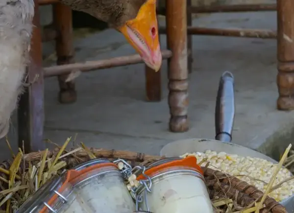 LA FERME DU COULOMIER